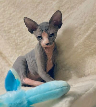 Rich chocolate bicolor coat and dazzling green eyes Sphynx cat : " Ben "