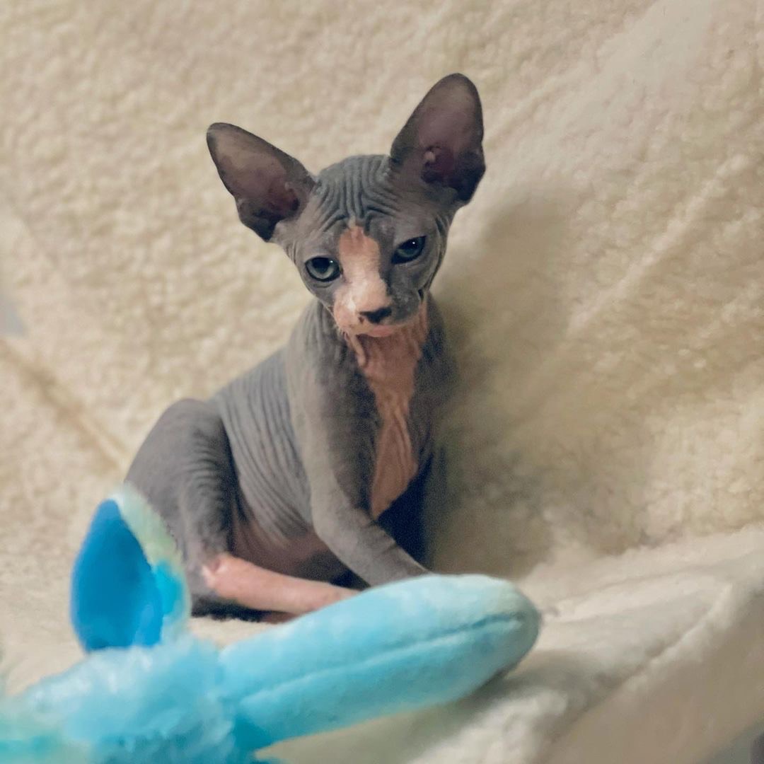 Rich chocolate bicolor coat and dazzling green eyes Sphynx cat : " Ben "