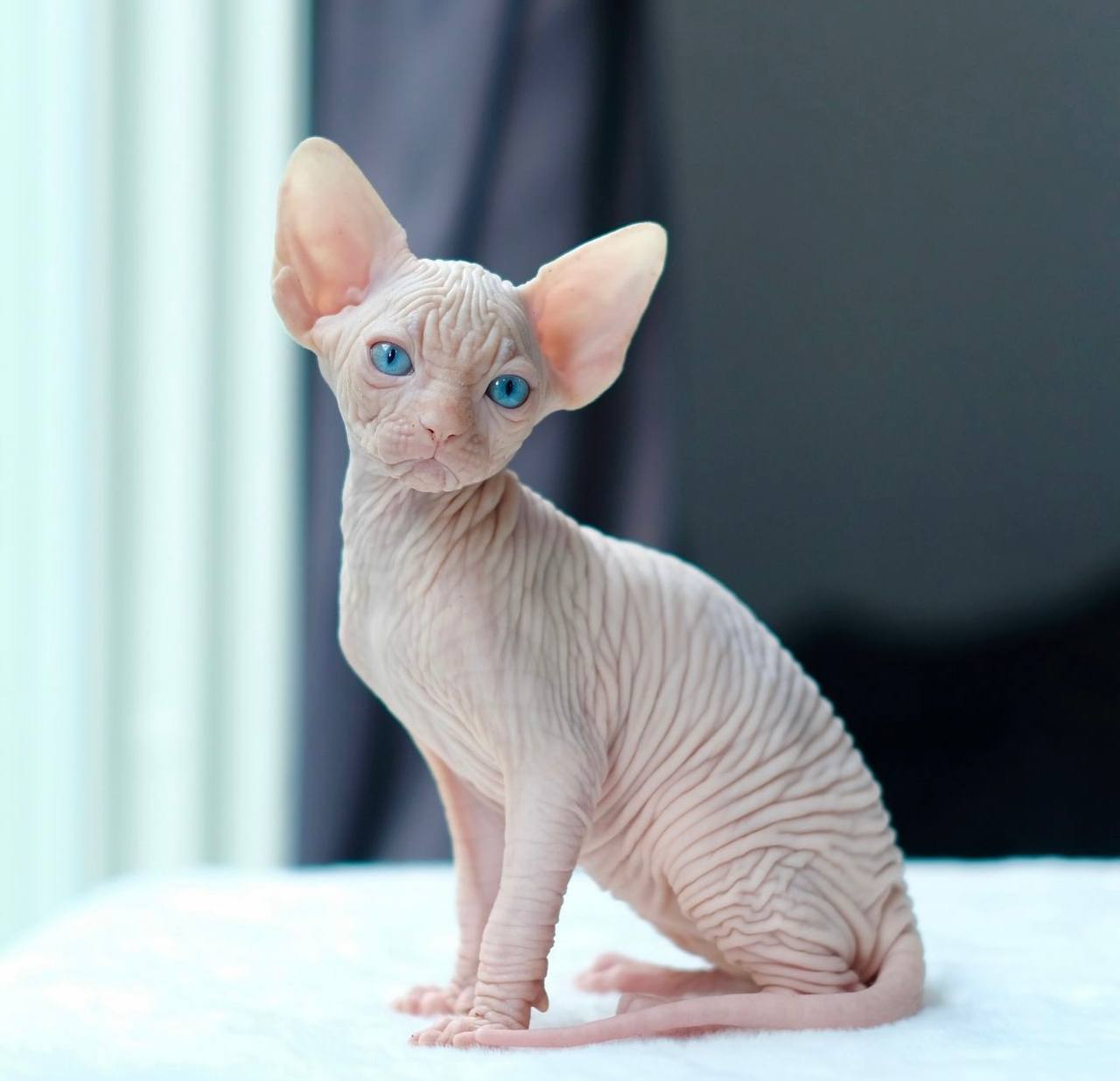 striking white coat sphynx cat for sale : " Ella "