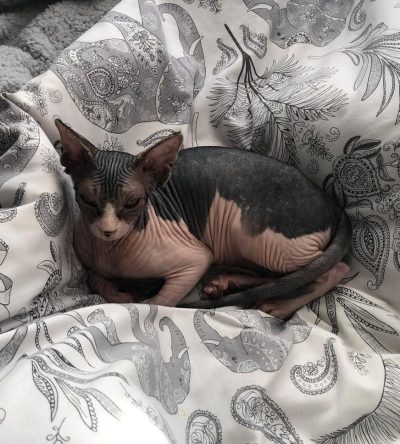Black Bicolor sphynx cat for sale : " Bily "
