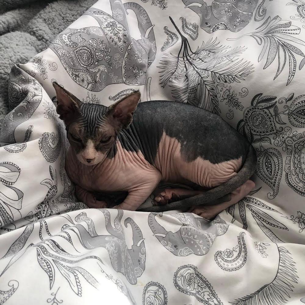 Black Bicolor sphynx cat for sale : " Bily "