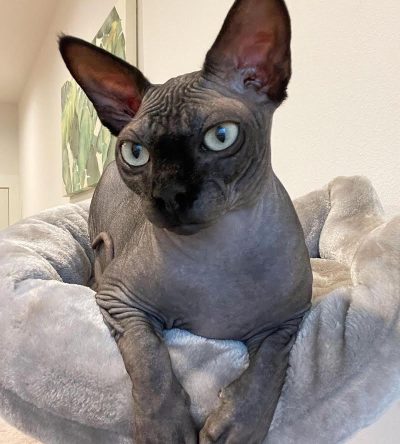 black sphynx cat for sale : " Kane "