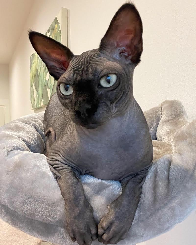 black sphynx cat for sale : " Kane "