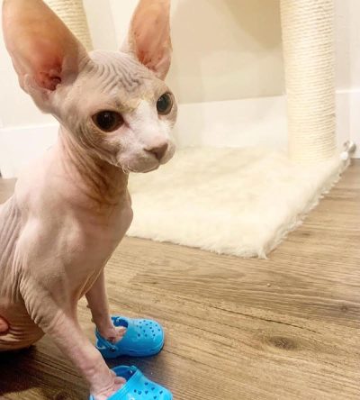 Rich red coat and glowing gold eyes sphynx cat for sale : " Lola "