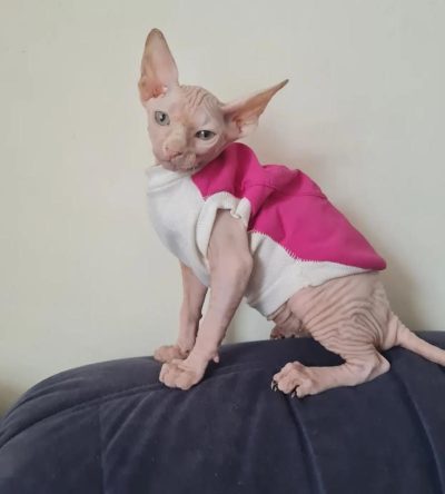Rich red coat and glowing gold eyes sphynx cat for sale  : " Shasha "