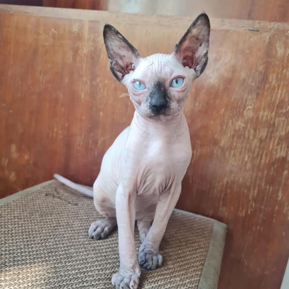 sleek black bicolor coat with dazzling blue eyes for sale : " Pete "