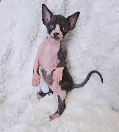 Black Tortoise with White sphynx cat for sale : Molly