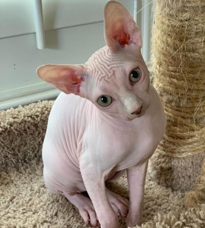 flawless white sphynx cat for sale : " Sunny "